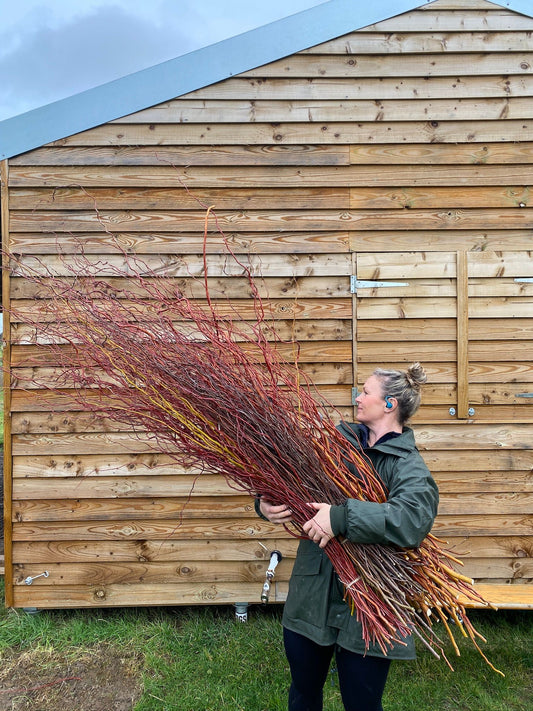Twisted Willow
