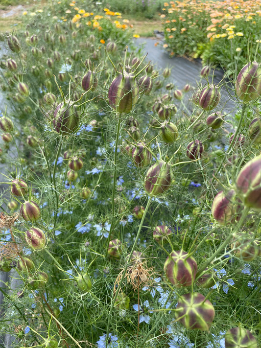 Nigella - Fresh seed heads