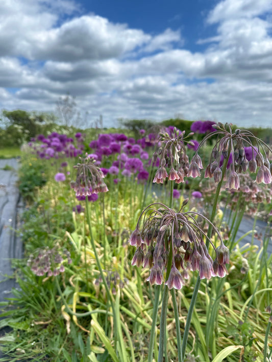 Alliums - mixed