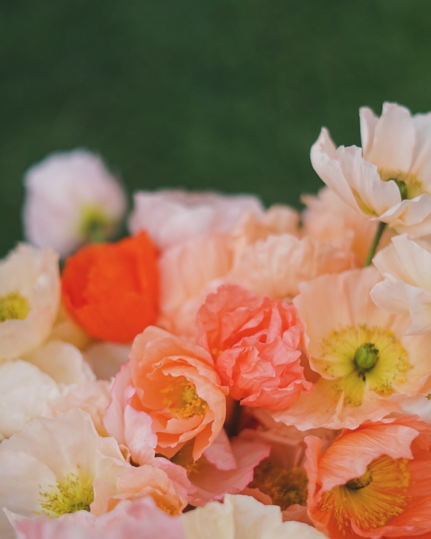 Mixed Iceland Poppies