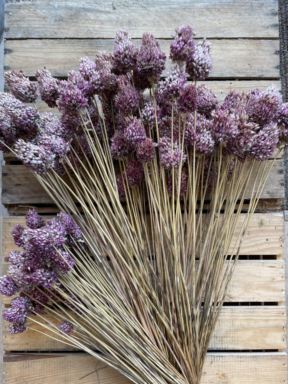 Allium Stem and Green Flower Farm Ltd