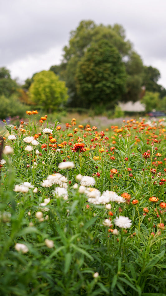 Strawflower - Helichrysum bracteatum, White