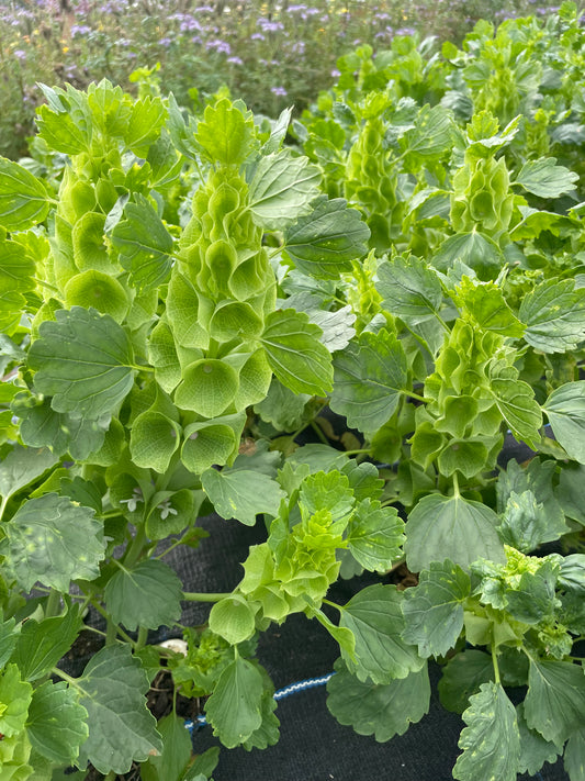Moluccella (Bells of Ireland) - short