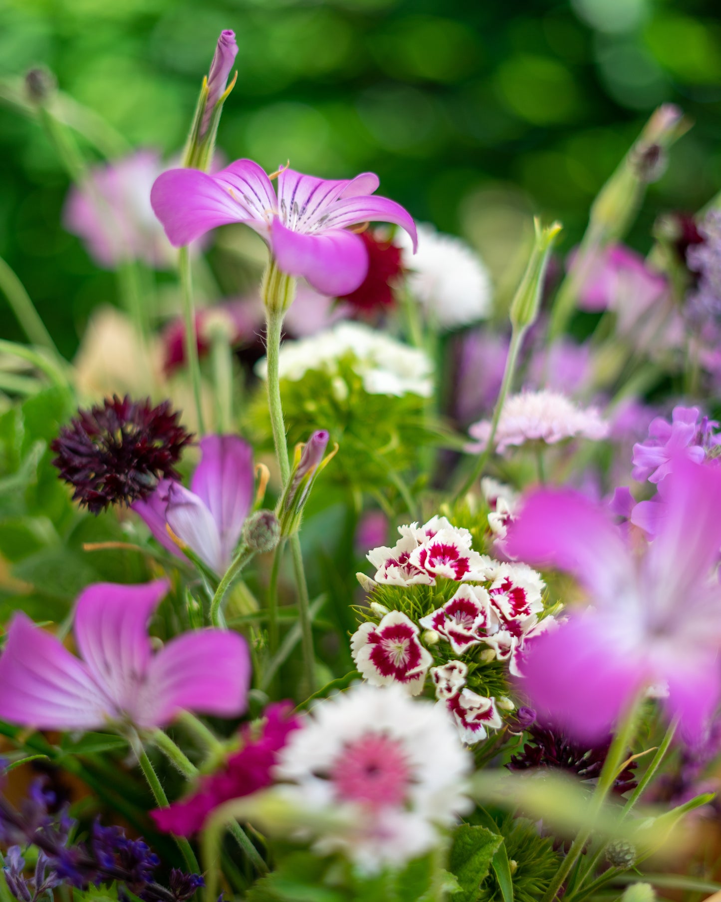 Filler Flowers