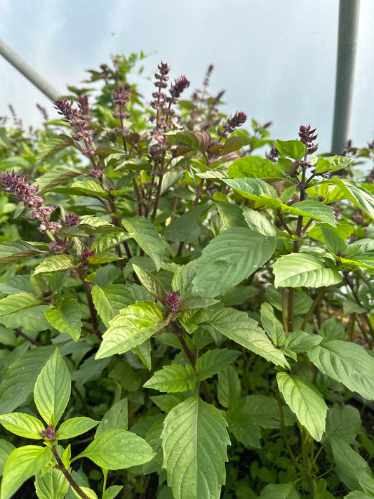 Basil, flowering