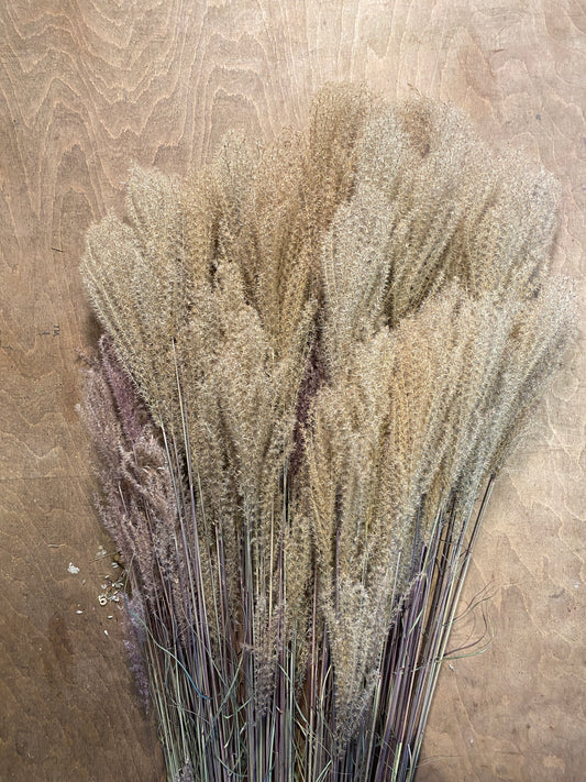 Miscanthus