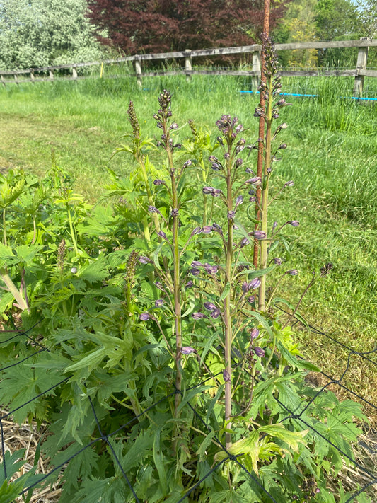 Delphiniums, Mixed