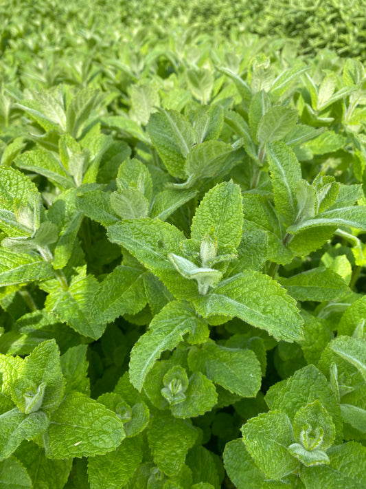 Mint - Apple