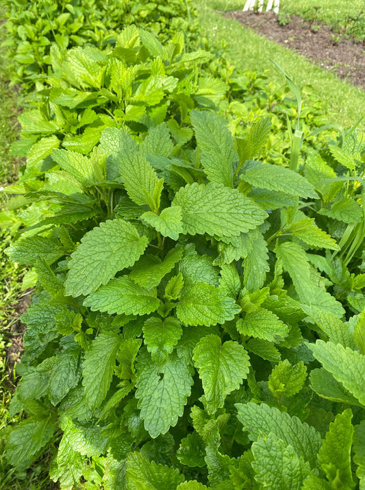 Lemon Balm