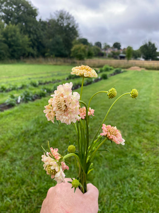 Scabious - 5 colour options