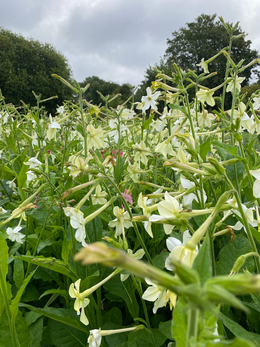 Nicotiana