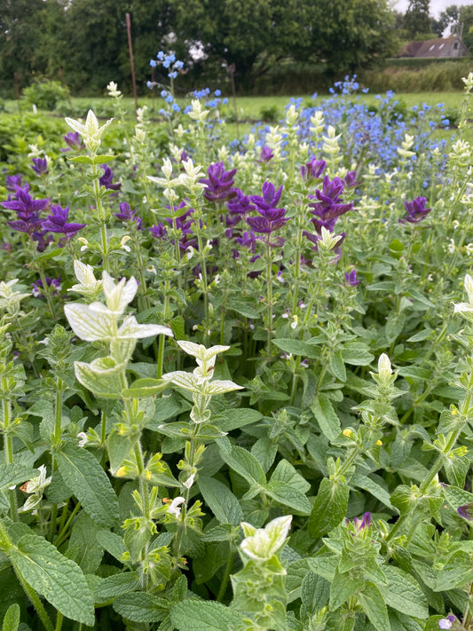 Salvia Viridis / Clary Sage