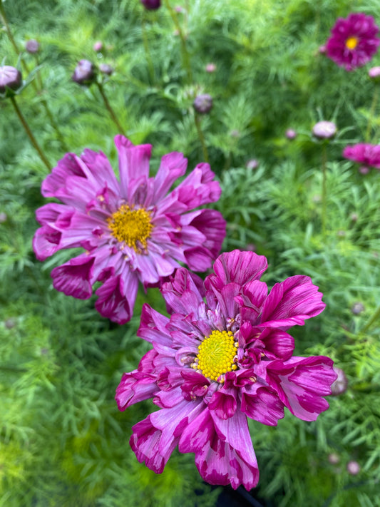 Cosmos - COMING SOON