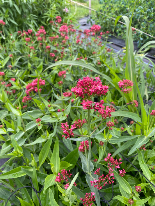 Valerian