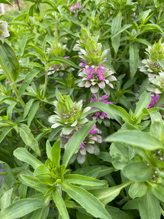 Monarda (bee balm)
