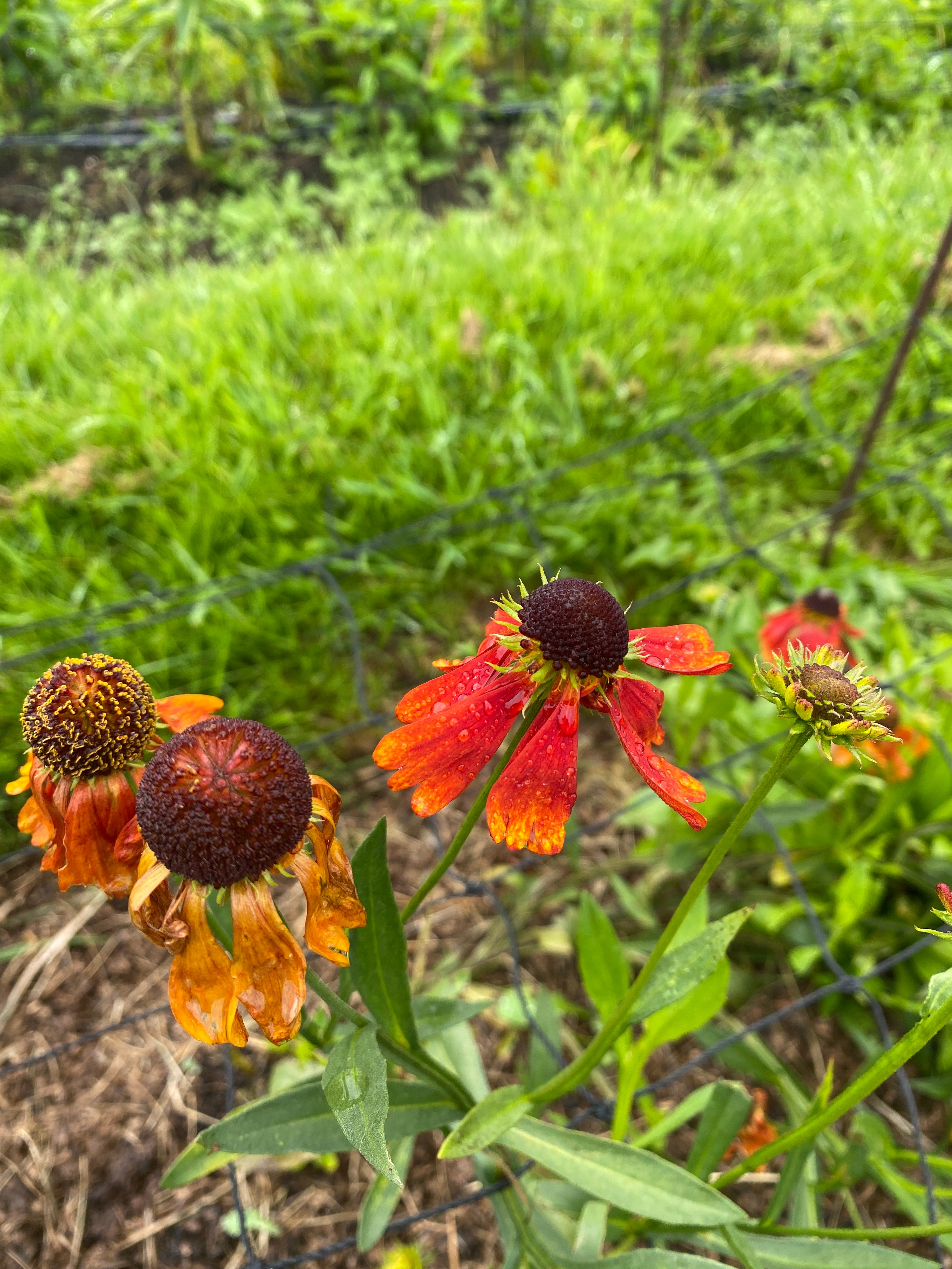 Helenium Stem and Green Flower Farm Ltd