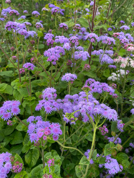 Ageratum - short