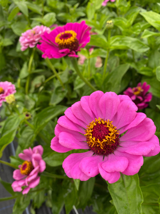 Zinnia mixed - some SHORT