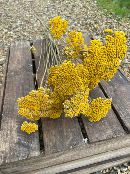 Achillea