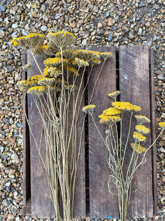 Achillea