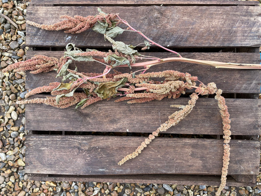 Red Trailing Amaranthus