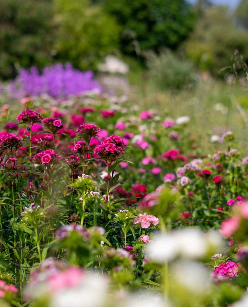 Sweet William (Dianthus barbatus)