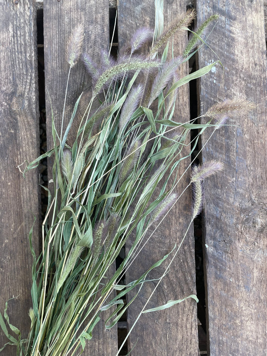 Setaria - Foxtail Millet