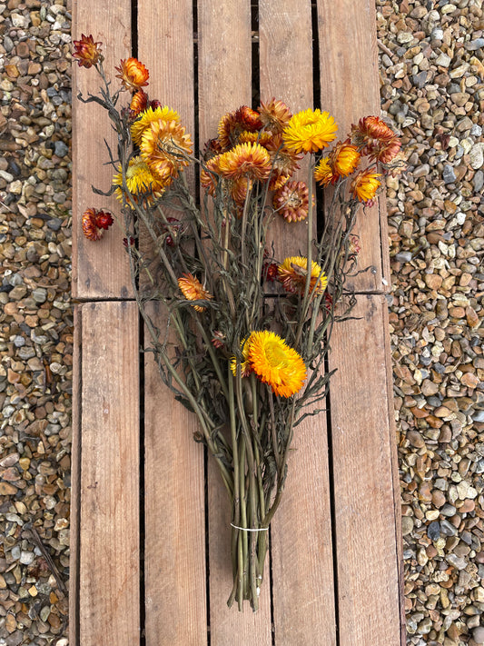Strawflower (Xerochrysum / Helichrysum) - orange or white