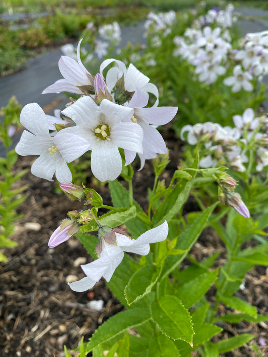 Campanula - perennial