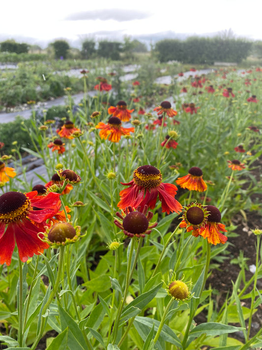 Helenium