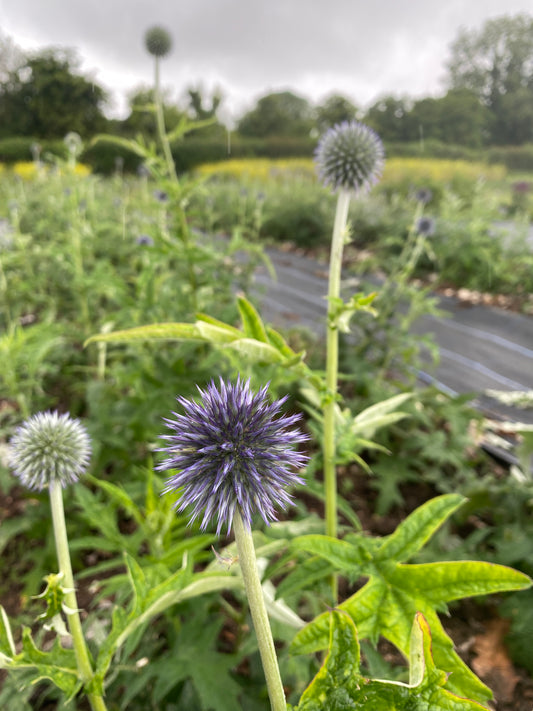 Echinops