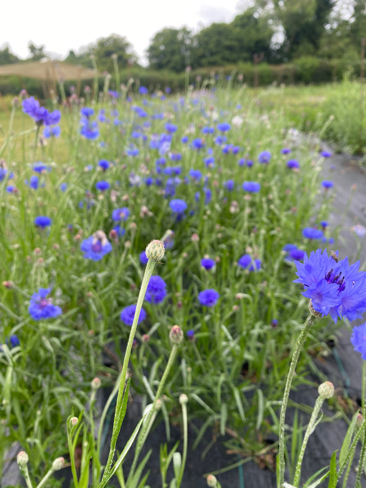 Cornflower