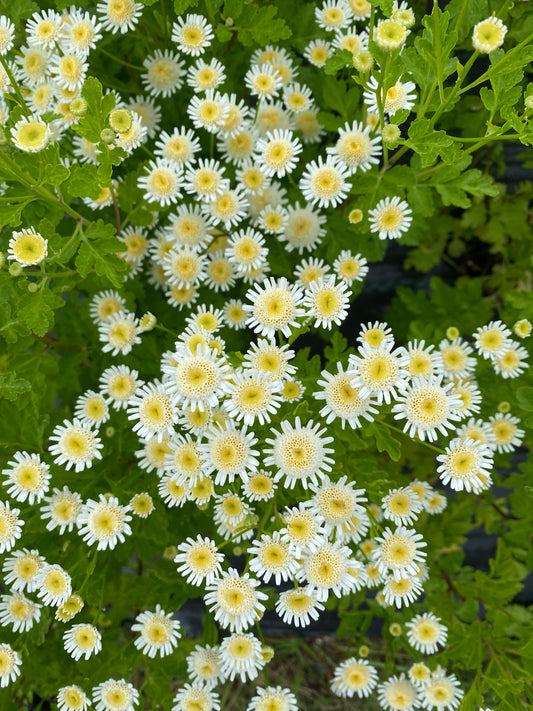 Tanacetum - Feverfew