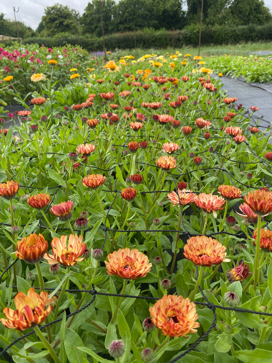 Calendula - mixed