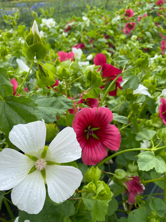 Malope - pink