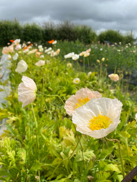 Iceland Poppies (Mixed white, orange, peach)
