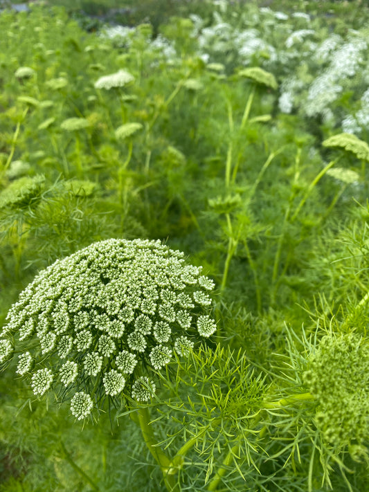Ammi