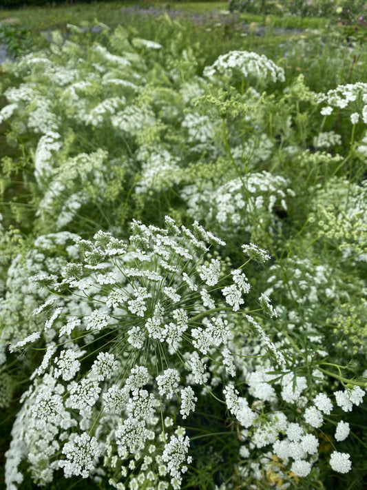 Ammi