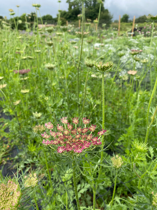 Daucus Carota