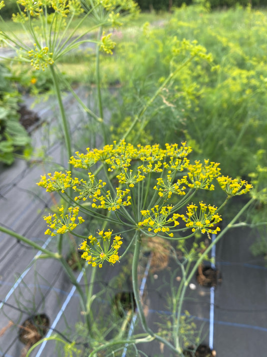 Dill
