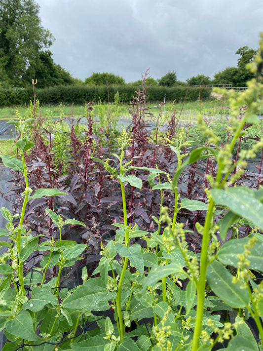 Orach
