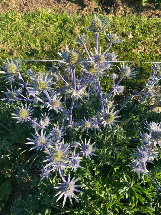 Eryngium