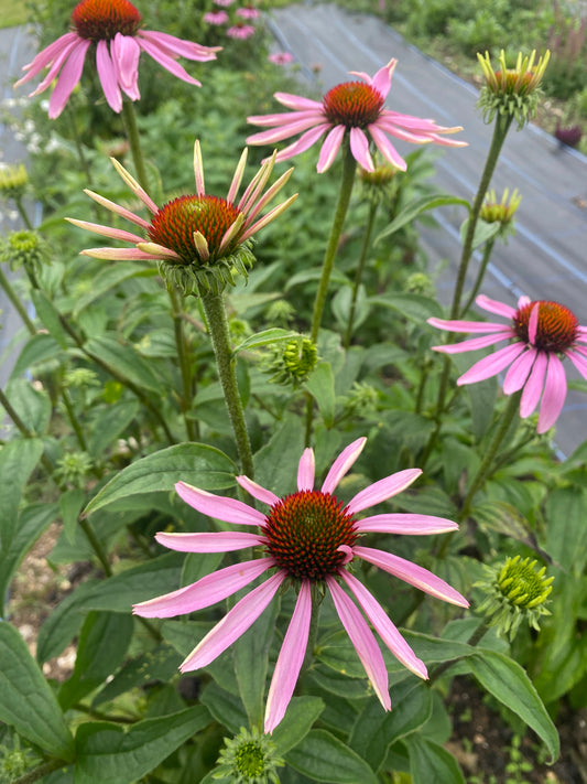 Echinacea