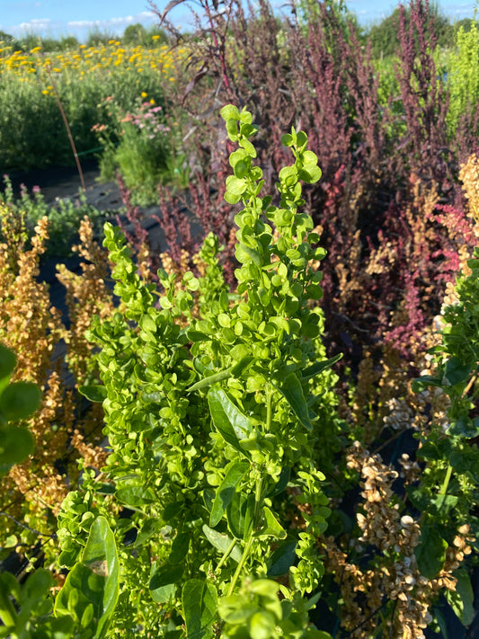Orach