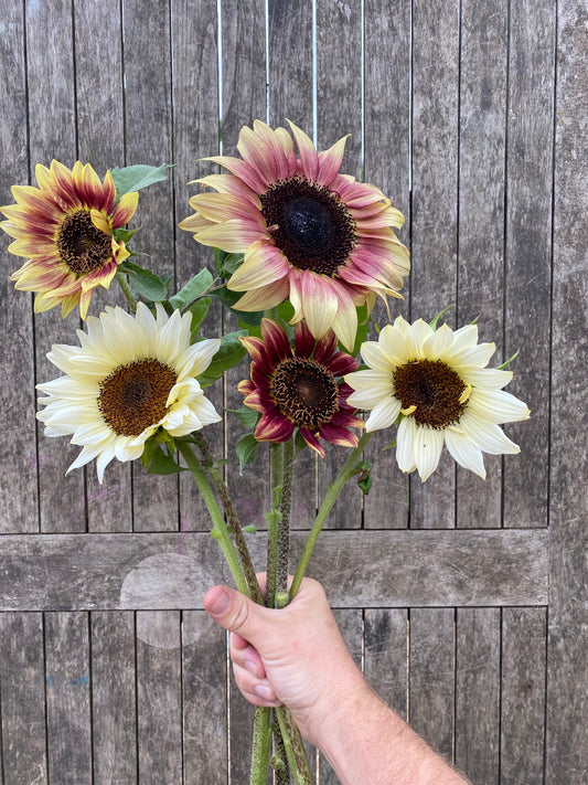 Sunflowers COMING SOON