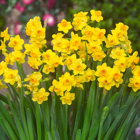 Scented Narcissi in a terracotta pot