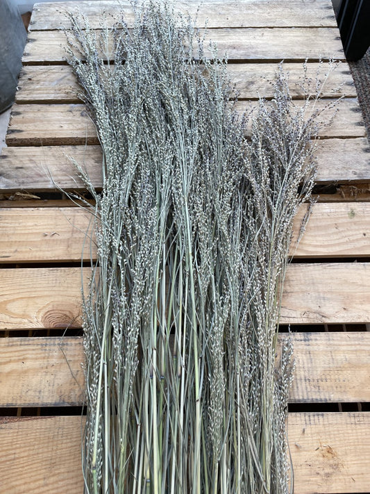 Panicum Grass