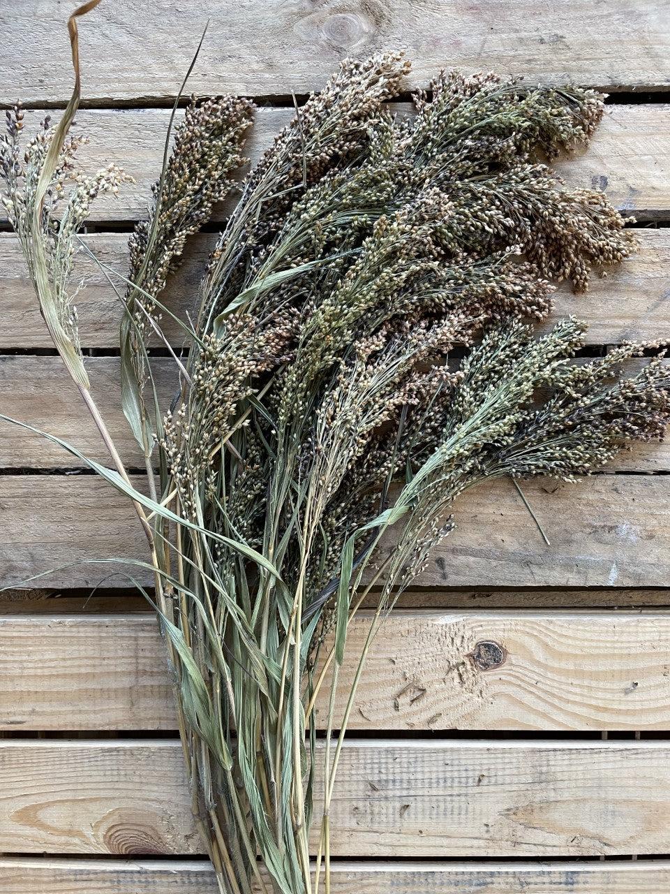 Proso Millet Stem and Green Flower Farm Ltd