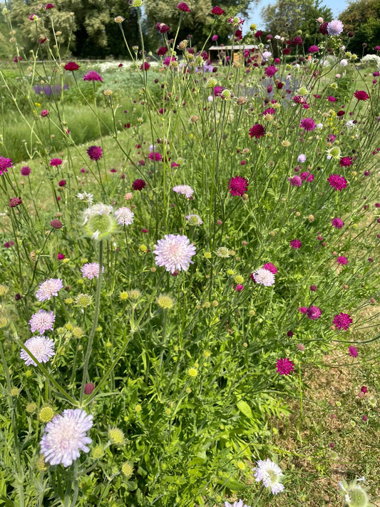 Perennial Scabious