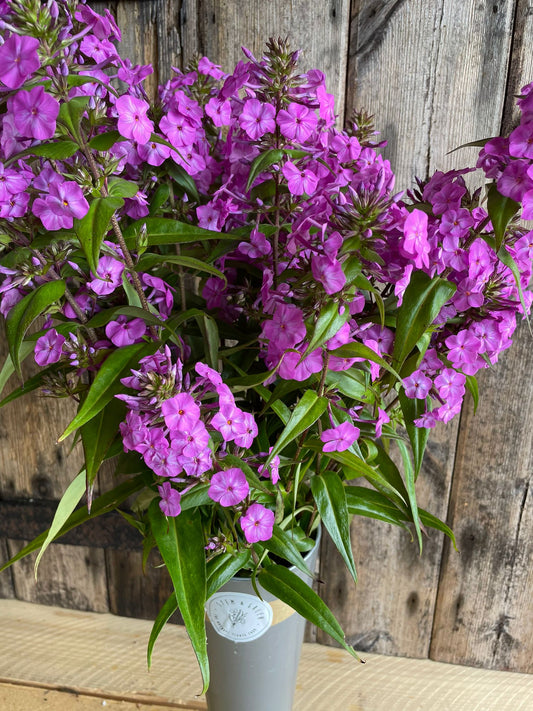 Phlox - Perennial. Pink, White